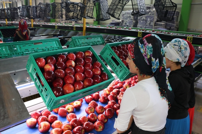 Organik mumlanan elmaların yeni rotası Uzak Doğu